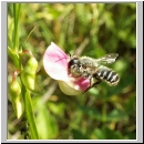 Megachile ericetorum - Blattschneiderbiene m01.jpg